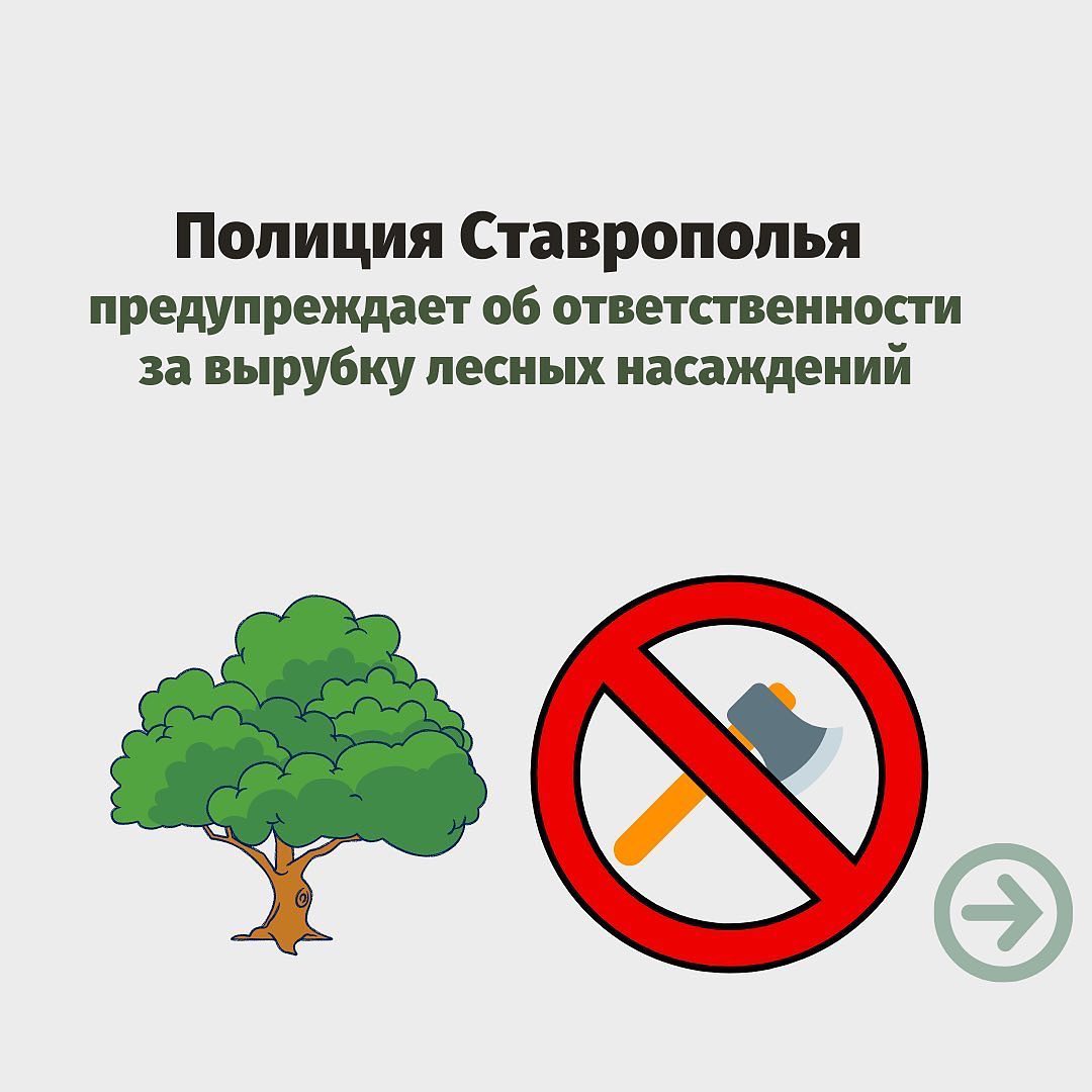 Полиция Ставрополья предупреждает об ответственности за вырубку зеленых насаждений.