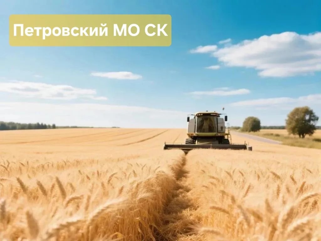 В Петровском муниципальном округе Ставропольского края близится к завершению уборочная кампания..