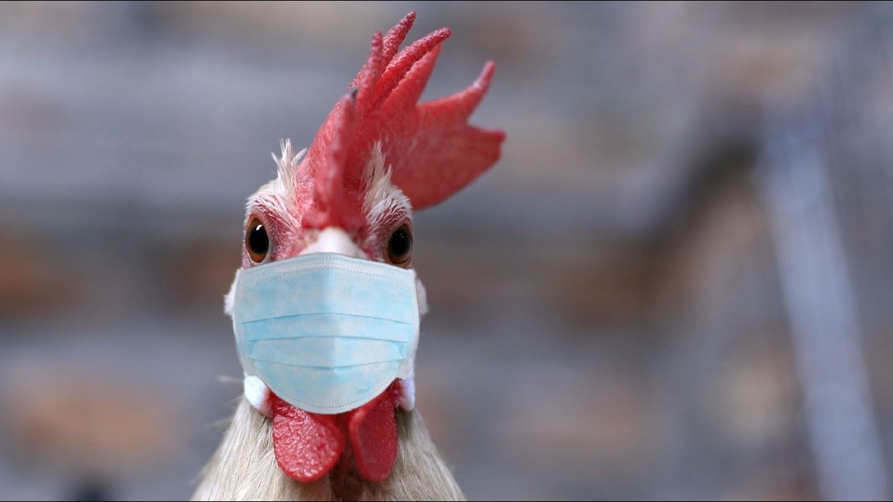 Памятка по профилактике гриппа птиц.